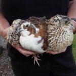 Homestead Quails at Elimbah