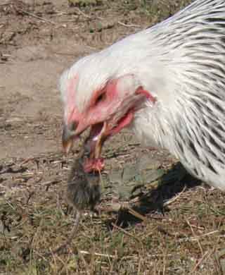 Columbian Wyandotte Rooster