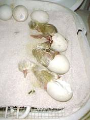Saxony ducklings hatching in incubator