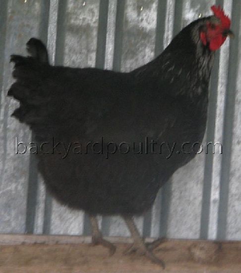 Silver Sussex Cockerel