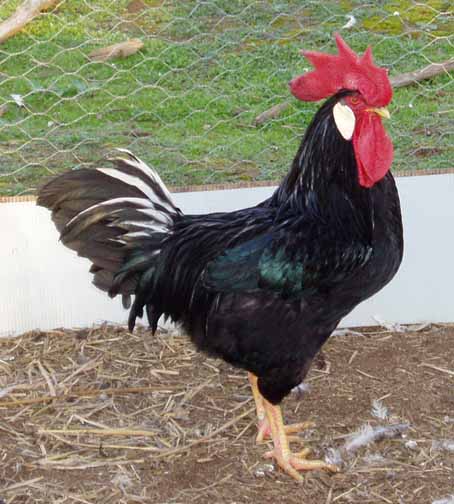 Black%20Cockeral%20Pullet%20Breeder%20(Pat%20Piper).JPG